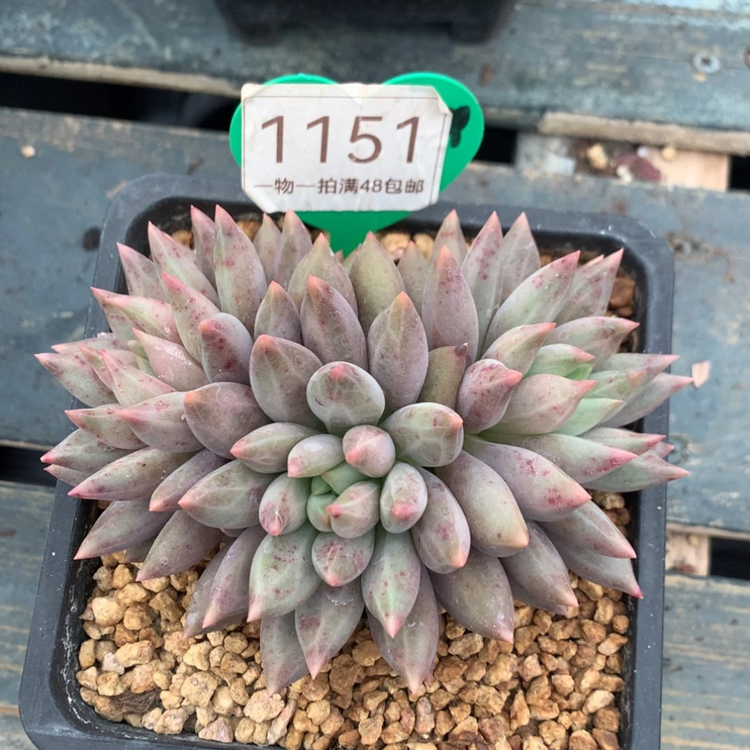 水晶球无砍一物一拍1151