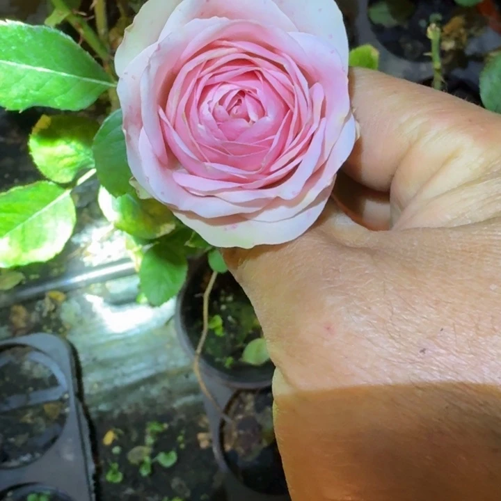 无花朵甜蜜花朵小苗