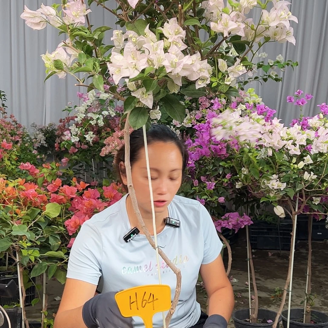 请***果完全开放H64丽娜丽娜