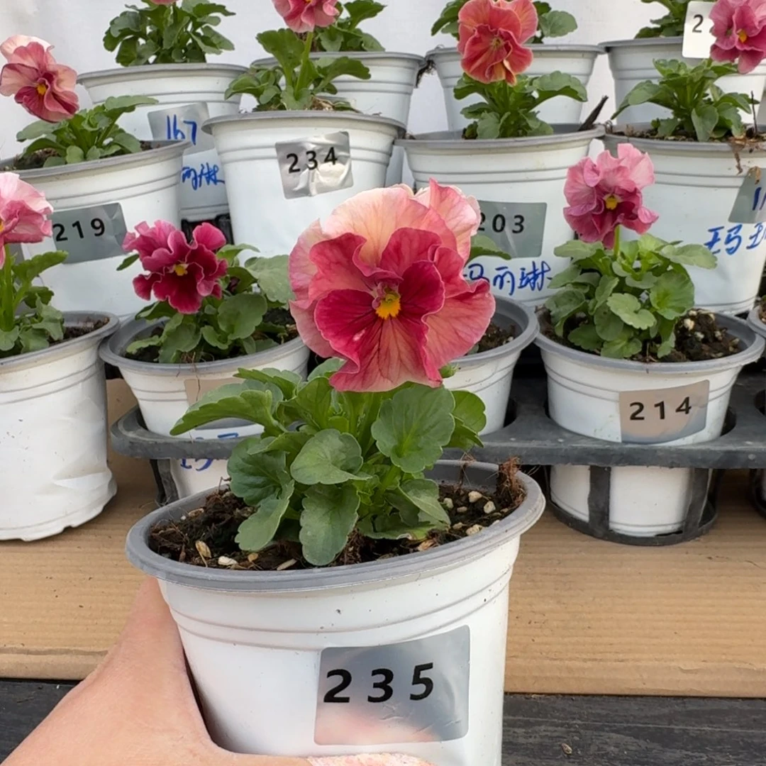 无花朵A*y235号角堇