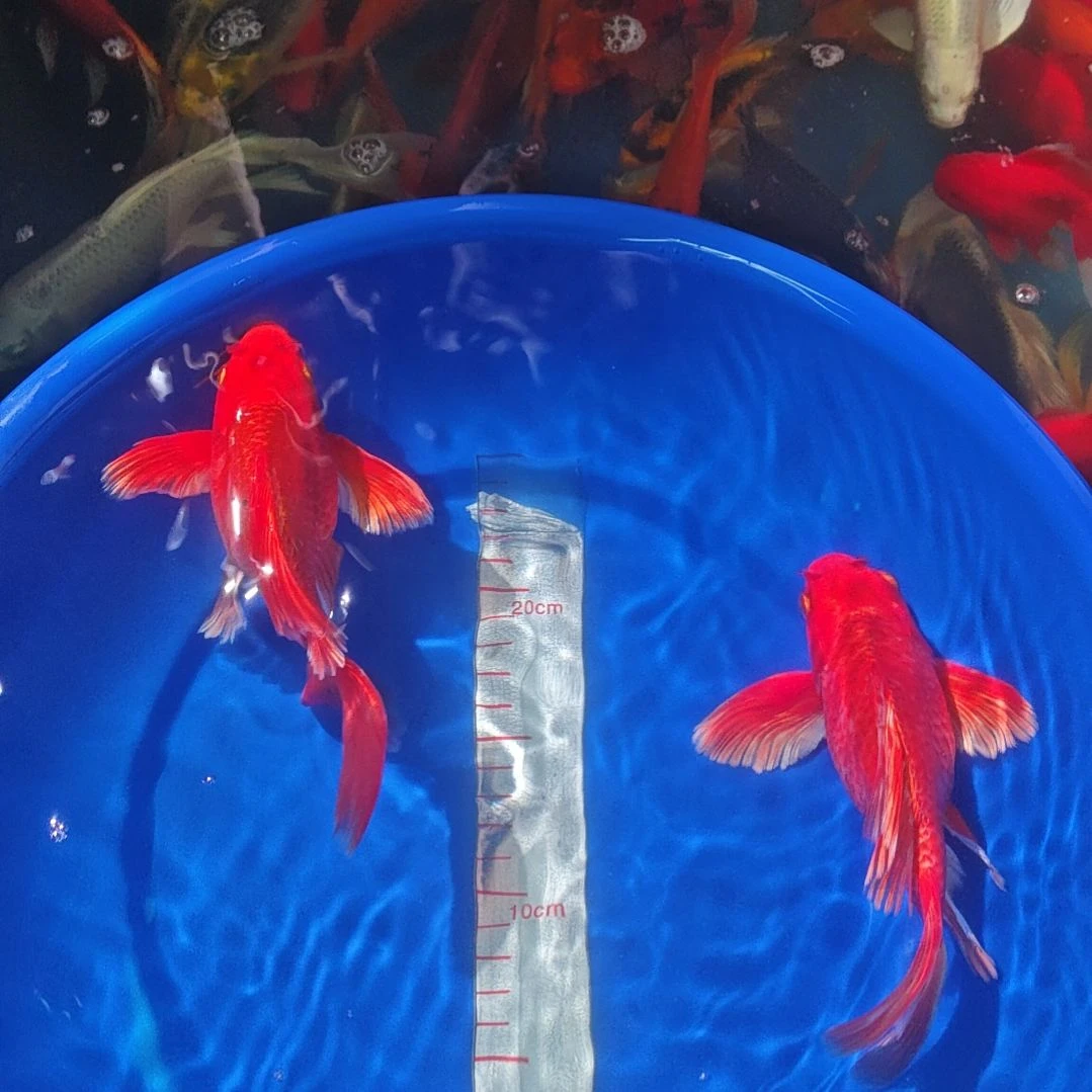 中国大陆冷水观赏鱼蝴蝶鲤