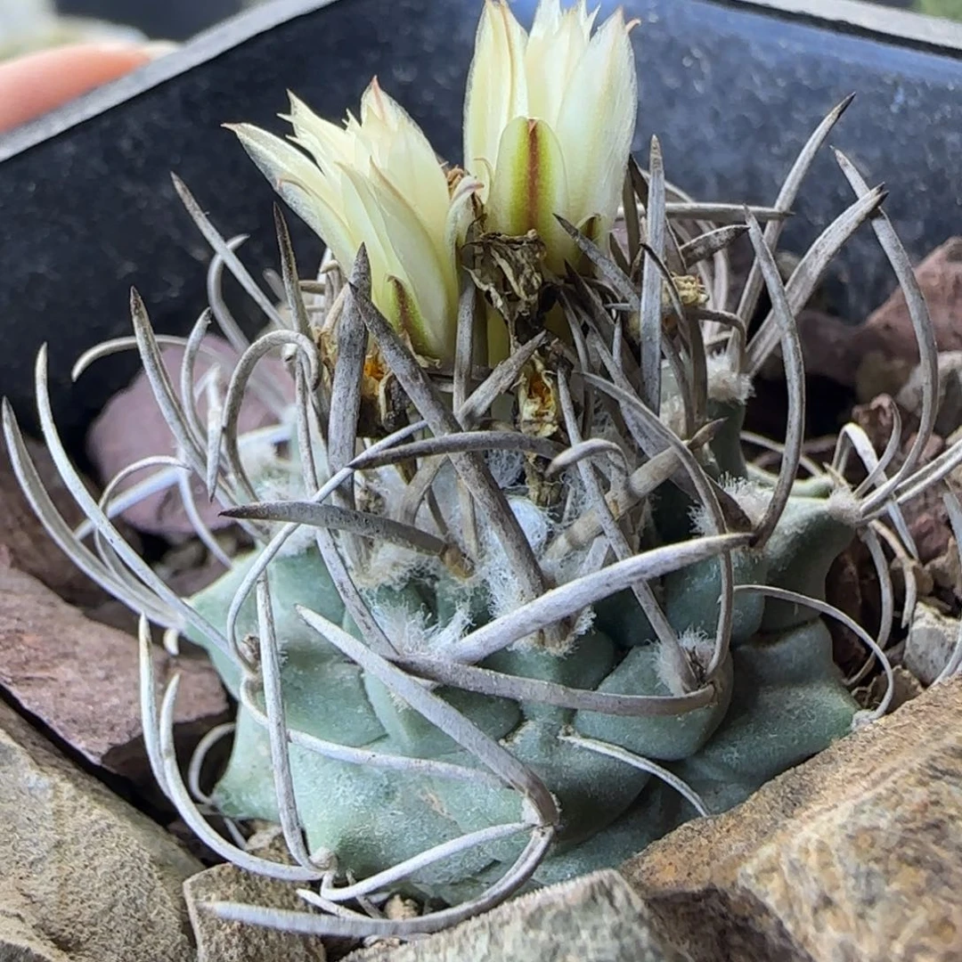 513实生升云龙多肉