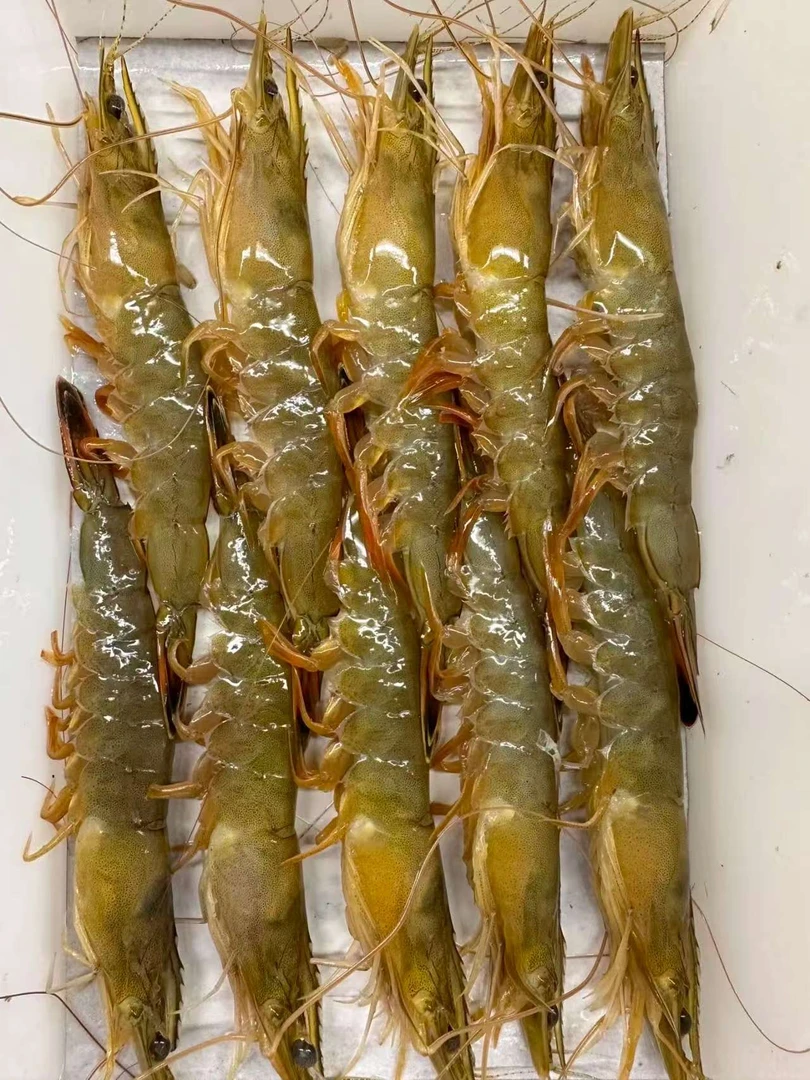 丹东东港海鲜东方虾