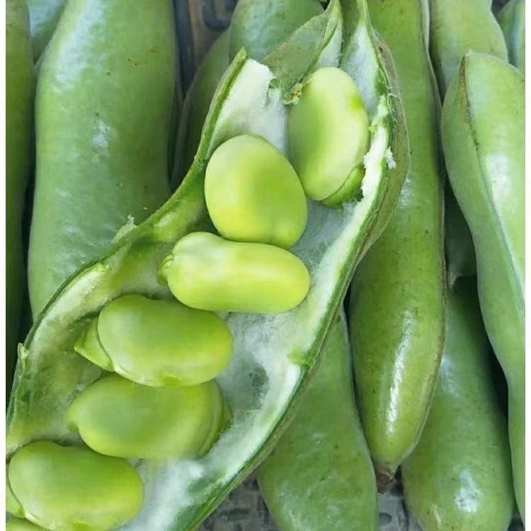 原装七星蚕豆种子特大高产罗汉豆四季种植早熟耐寒胡豆籽盆栽蔬菜