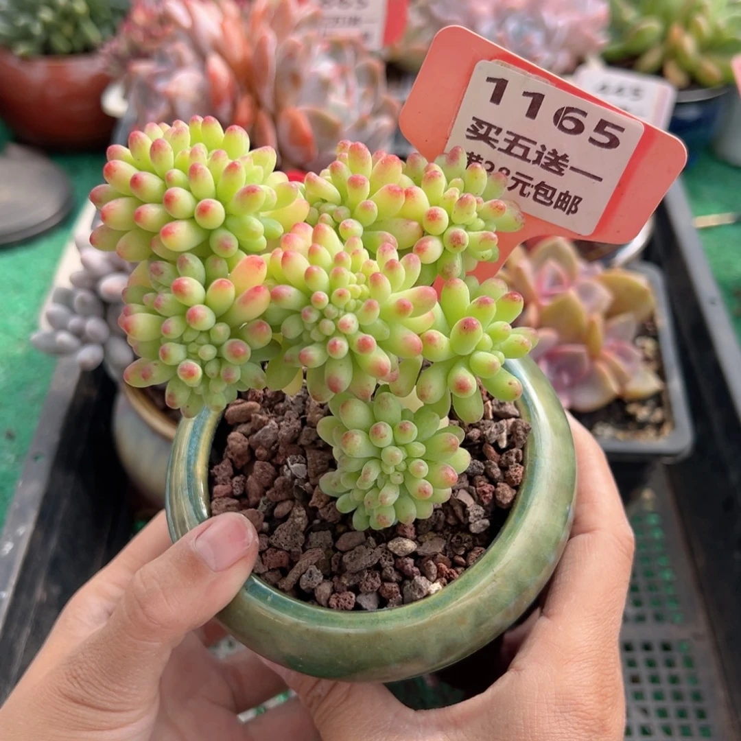 表妹精品多肉植物1165.