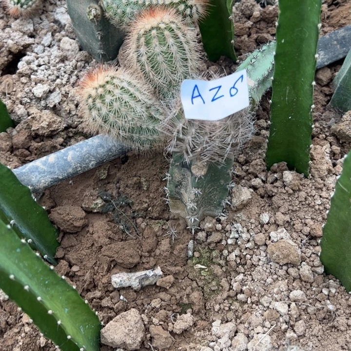 芝***华A26袖普嫁接俄克虾20///