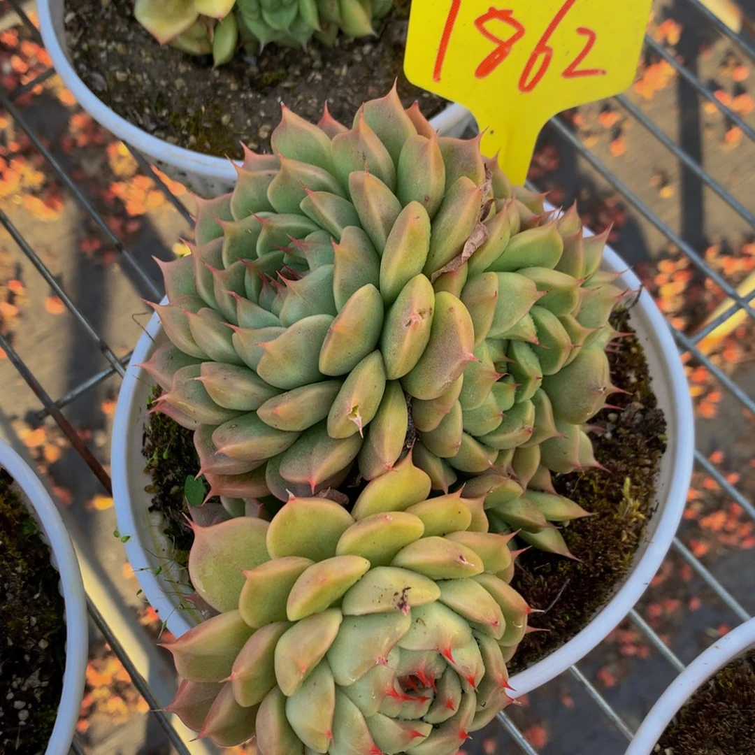 1862-8-15一物一拍