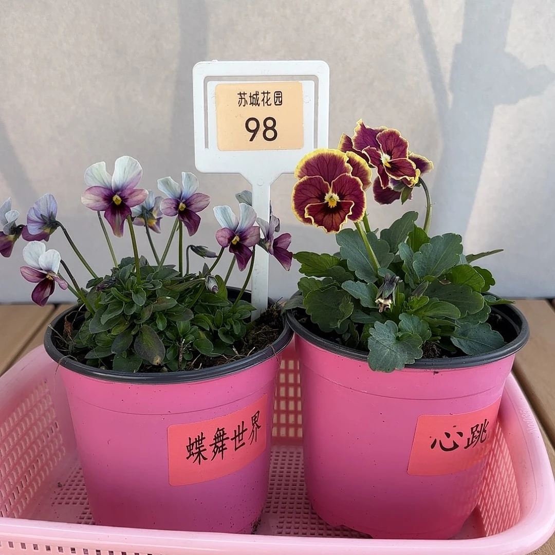 大部分开放少量花苞98