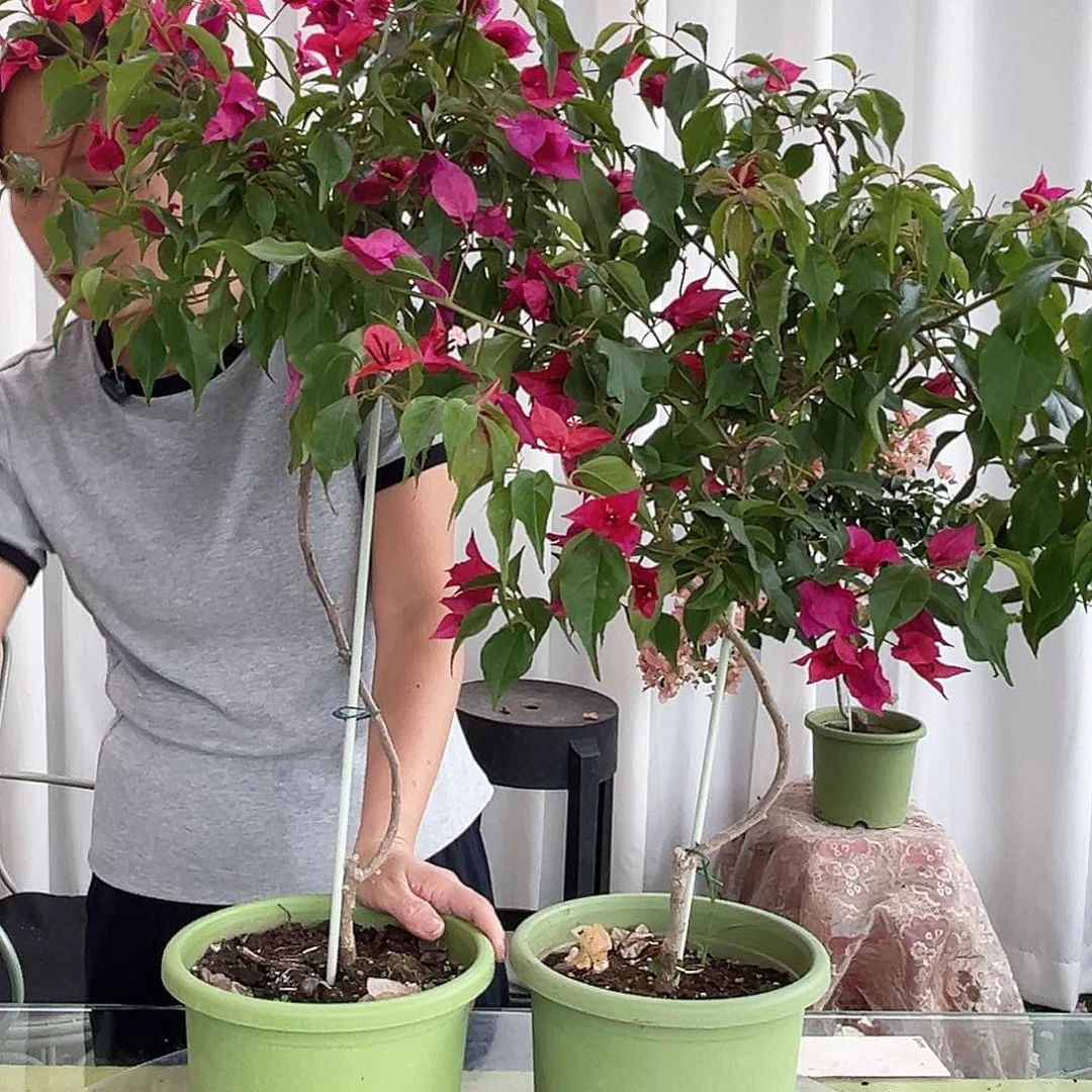 当前无花栽培后可以开花酒红桑巴棒棒糖一颗