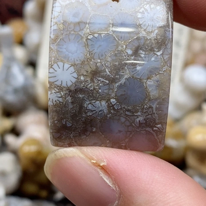 颈饰未镶嵌硅化珊瑚（珊瑚玉）小