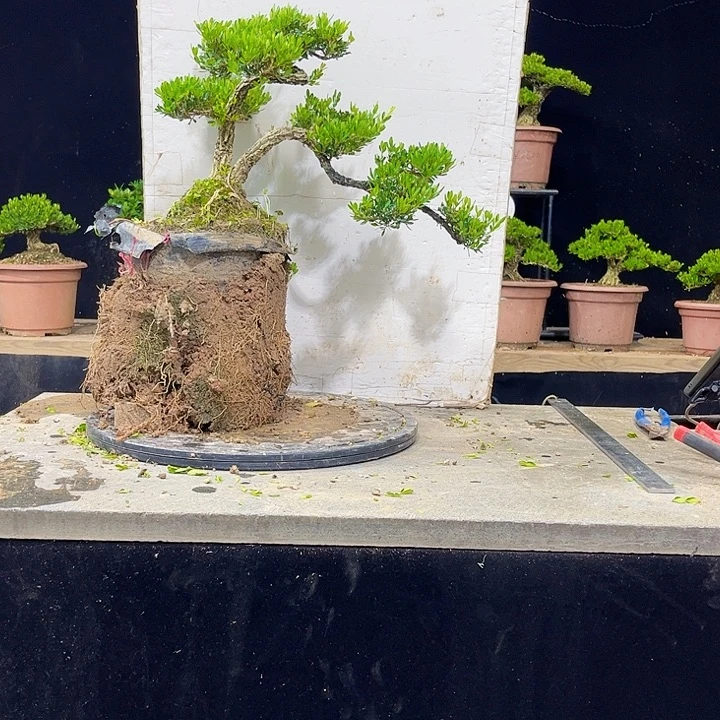 无花朵黄杨盆景四季常绿