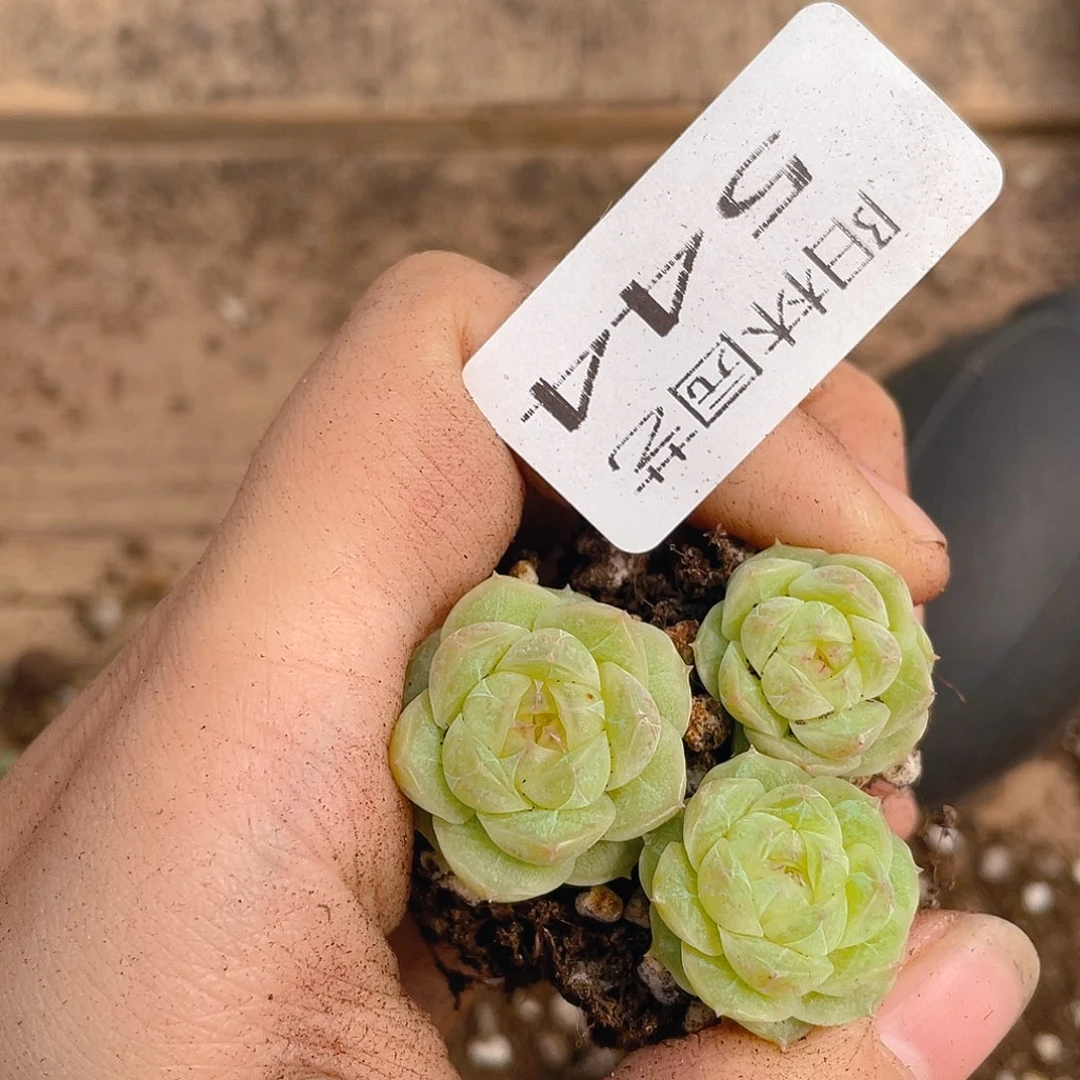 多肉植物多肉植物544