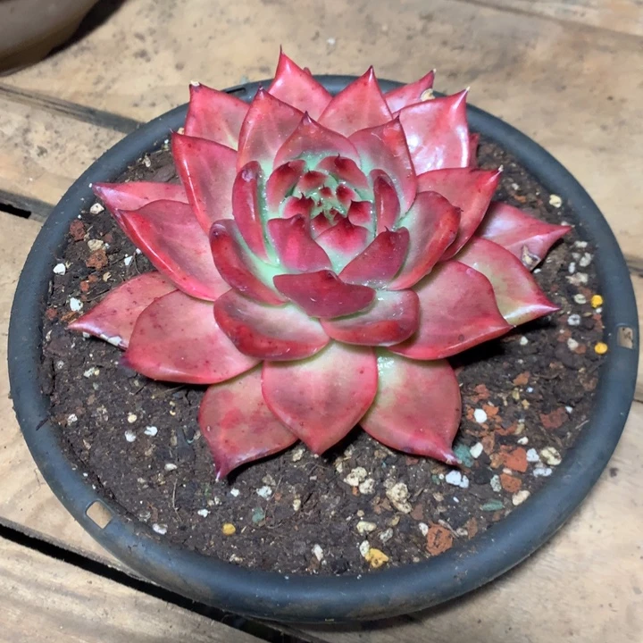 美肉好特价活动开始啦