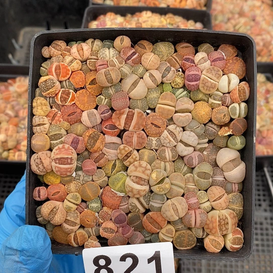 龙*学生石花带盆土 821