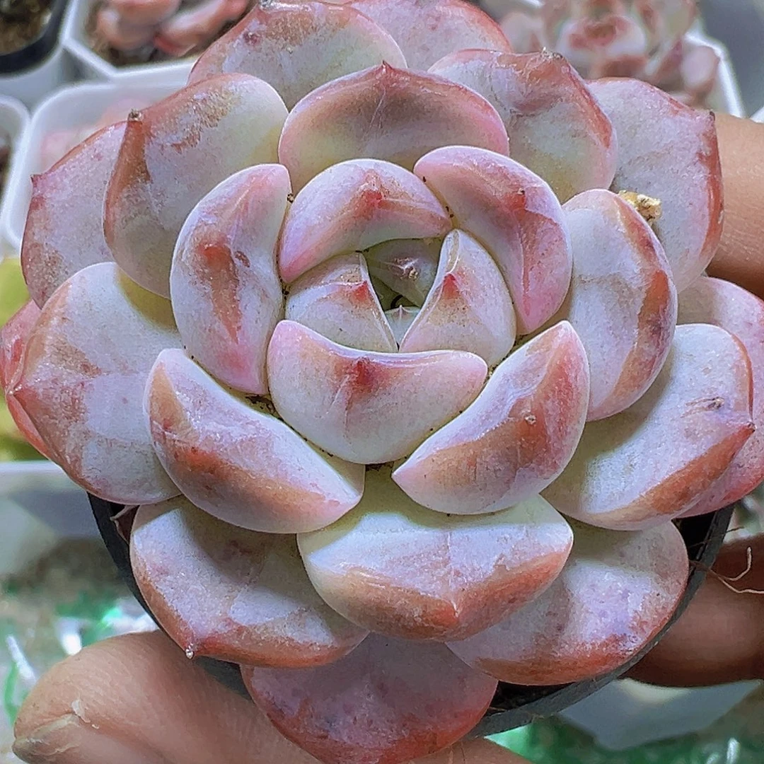 大熊猫19包邮多肉植物