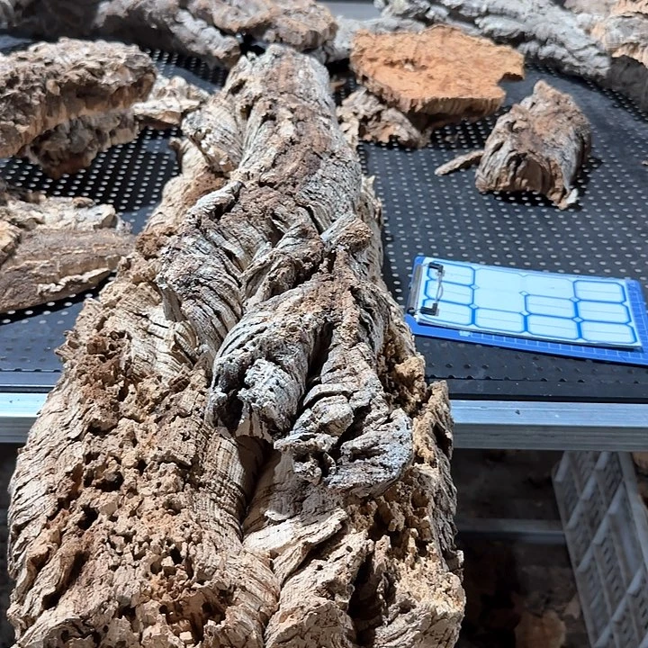 白***翁完全开放一物一拍一物一发