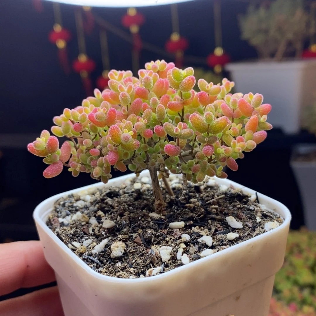 409号蜜橘糖球枝干多肉