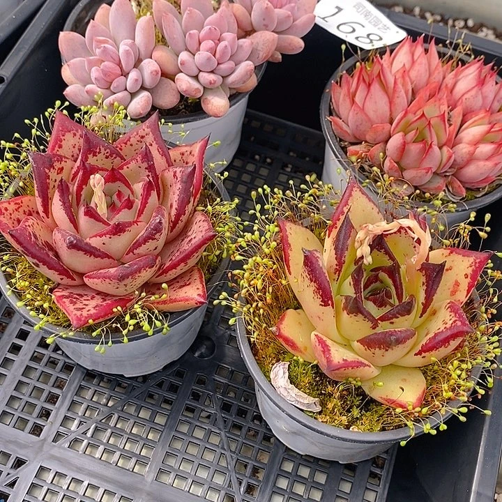 168 多肉植物盆栽花卉植物