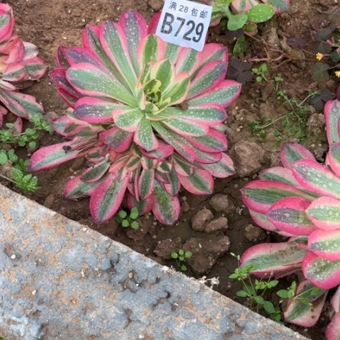 729女巫不包断枝多肉