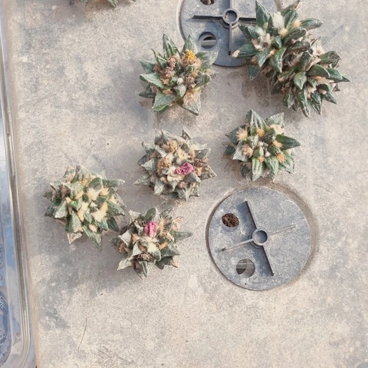 龙角牡丹三角嫁接落地无根