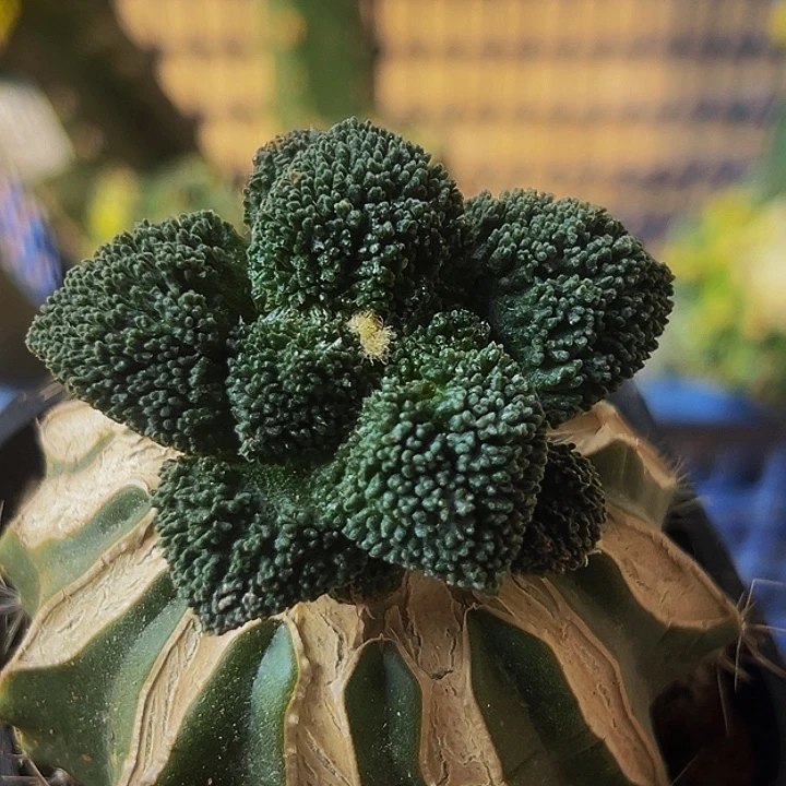 无花朵大尤细密尤菜花牡丹600