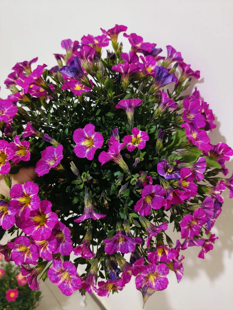 百万小玲盆栽花苗庭院花卉垂吊植物舞春花带花苞室外阳台花草成品