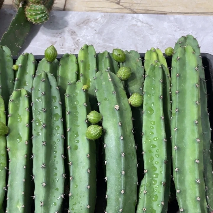 红花袖铺实生一代侧芽