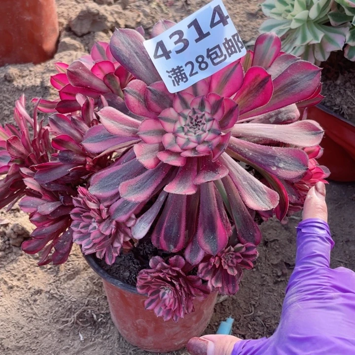 4314二号棚红铜鼓B