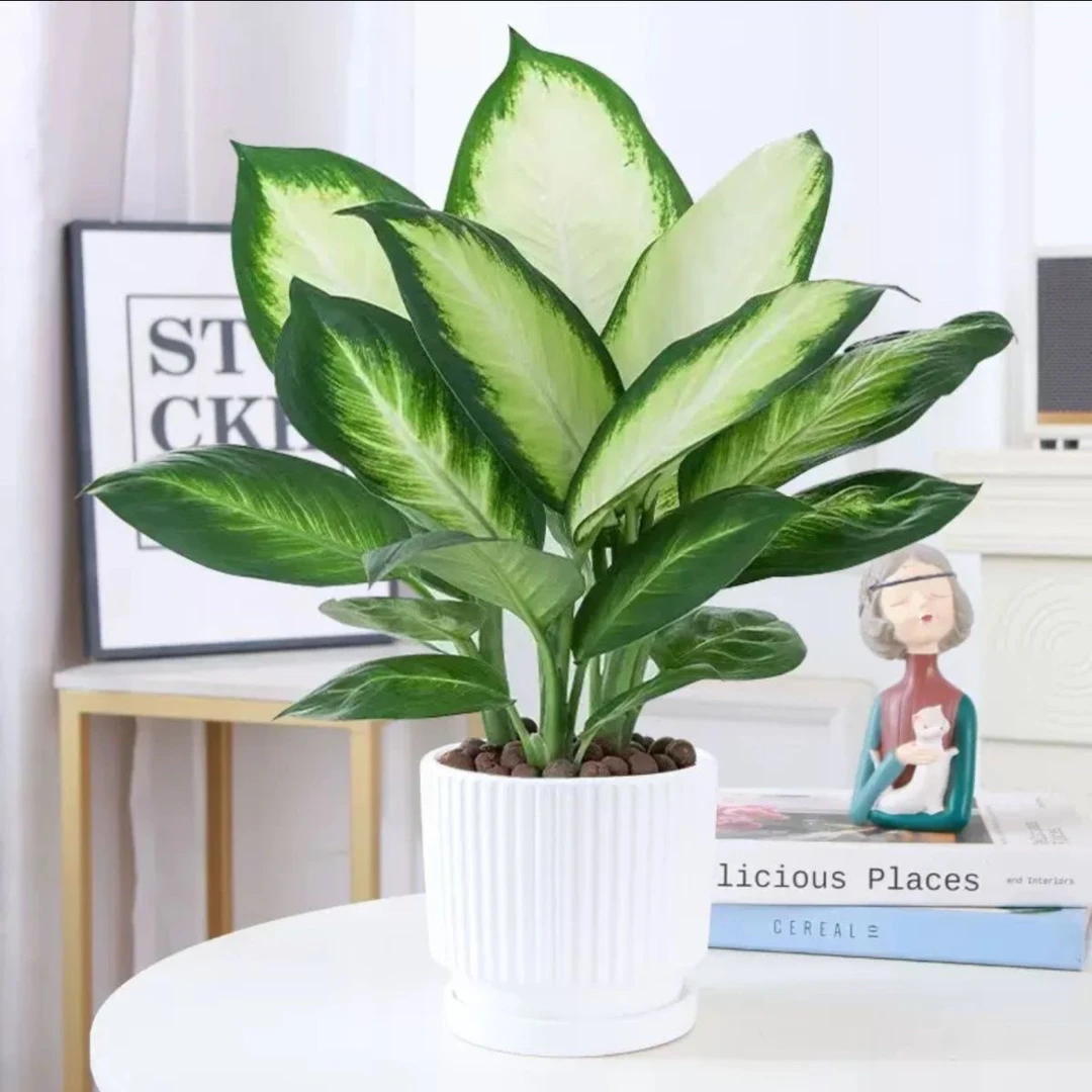 玛丽安盆栽绿植花叶万年青室内客厅办公室桌面四季常青净化空气