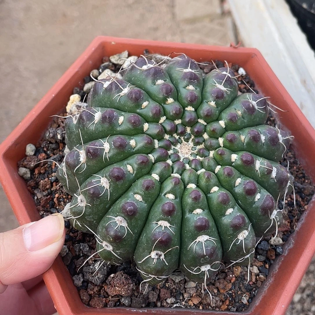 兰***花仙人球实生眩美玉