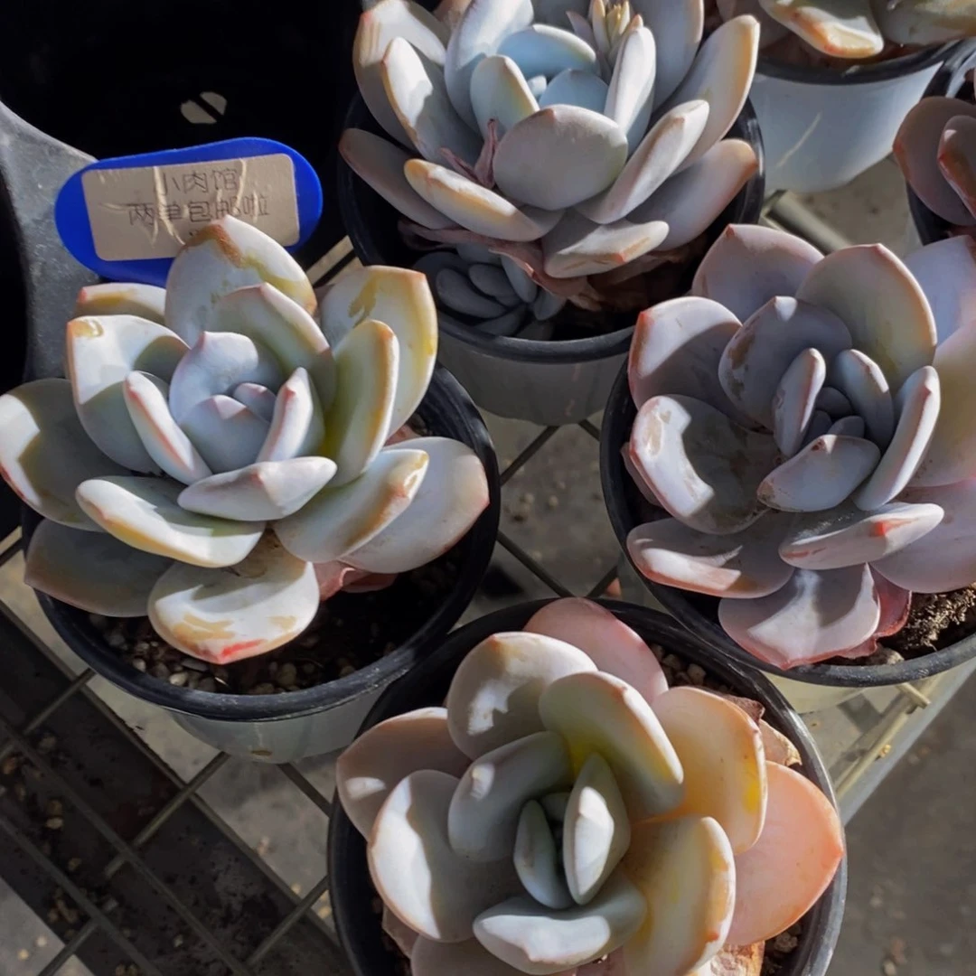 27-精品丸叶母本粉雪莲单头一个