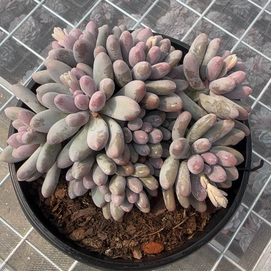 从前慢花园精选多肉汤圆