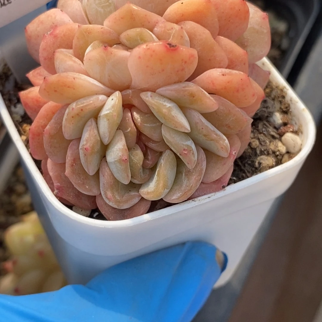 184东篱下多肉植物盆栽