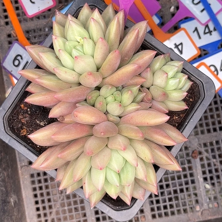 多肉植物米其林819