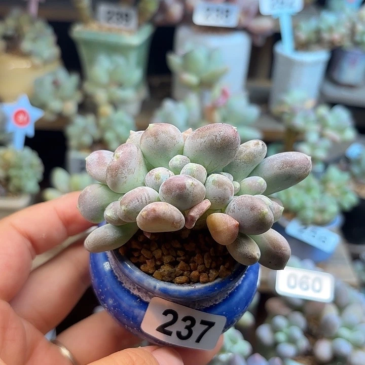 237号，蟠桃奶缀化