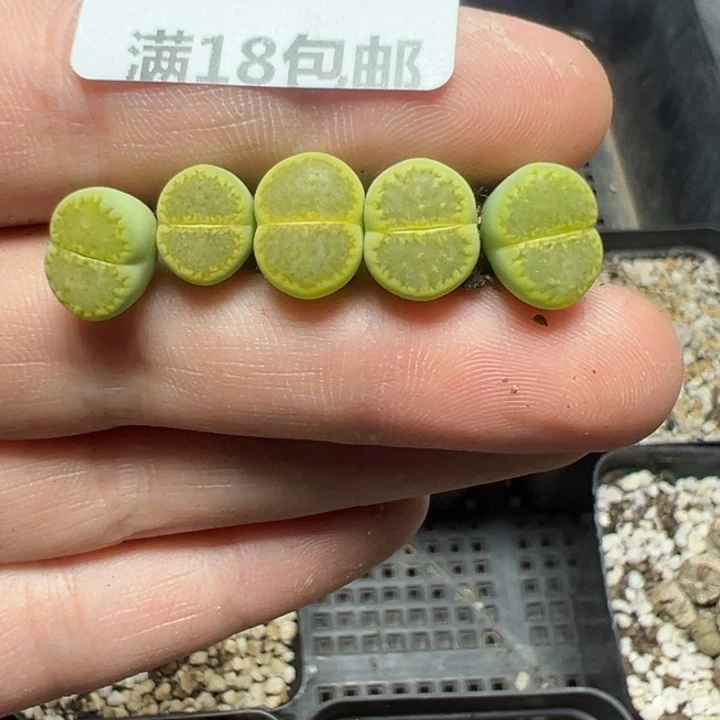 【闪购商品】779……