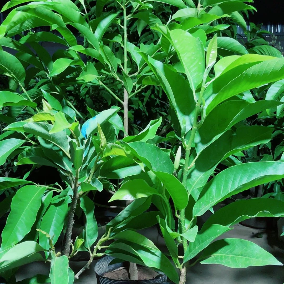 完全开放一黄一白小号55