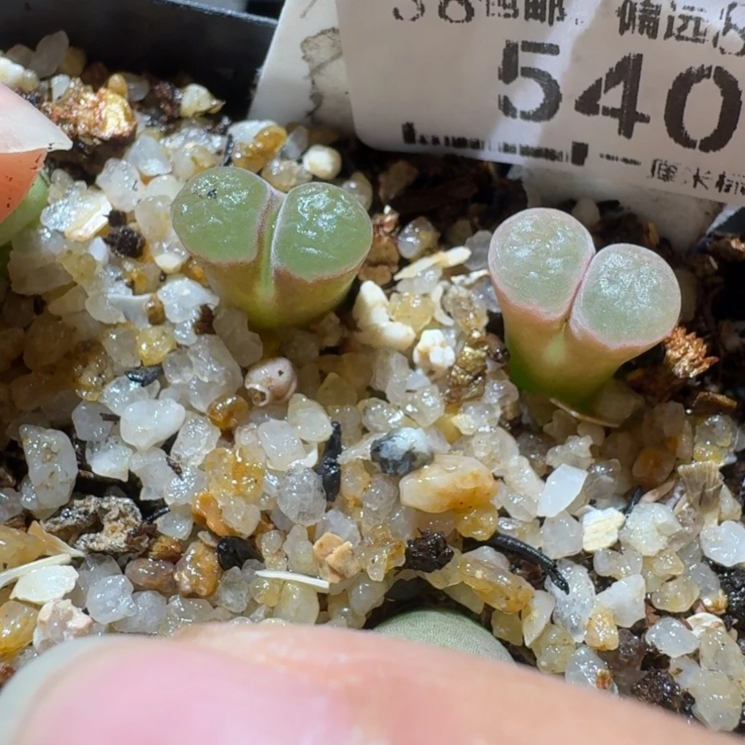 Sss新年福利福利540磁铁