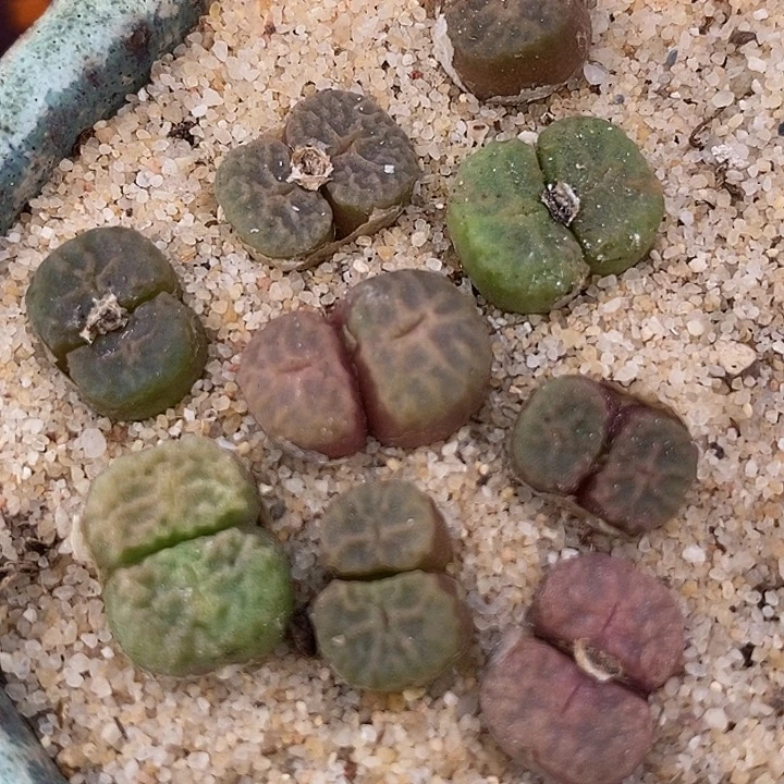 13526双头烧麦一颗