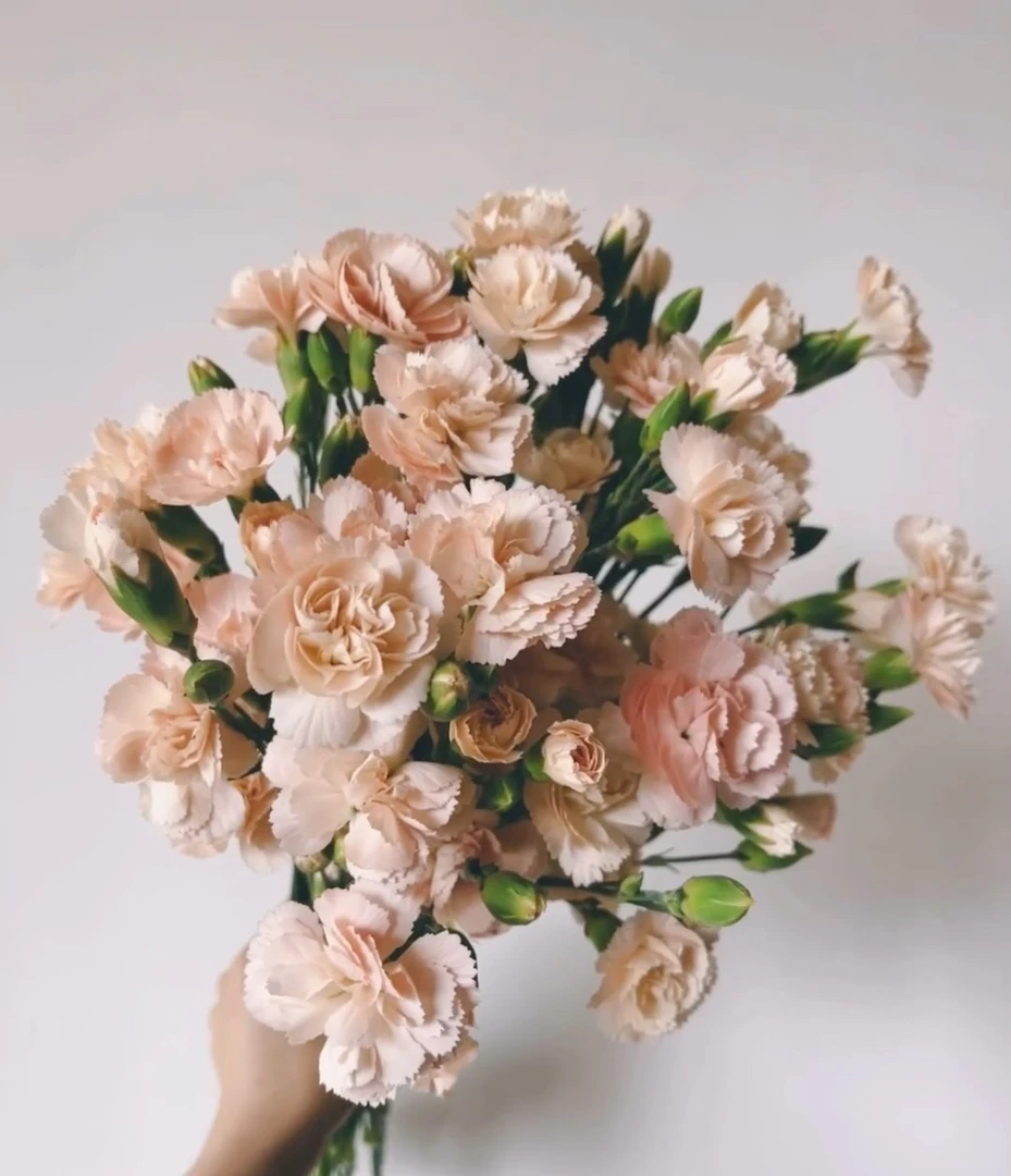 【一件包邮】  复古多头康乃馨20支  云南基地鲜花 家养 水养