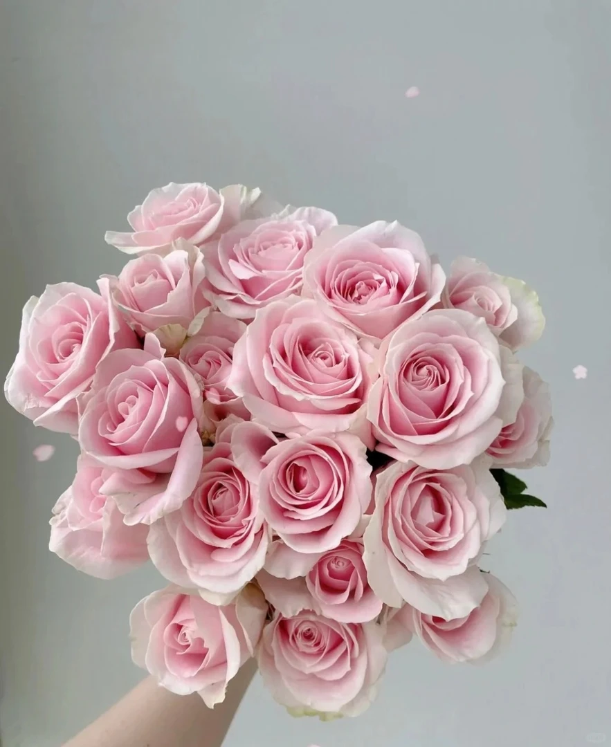 鲜花   粉红雪山  任意两单包邮