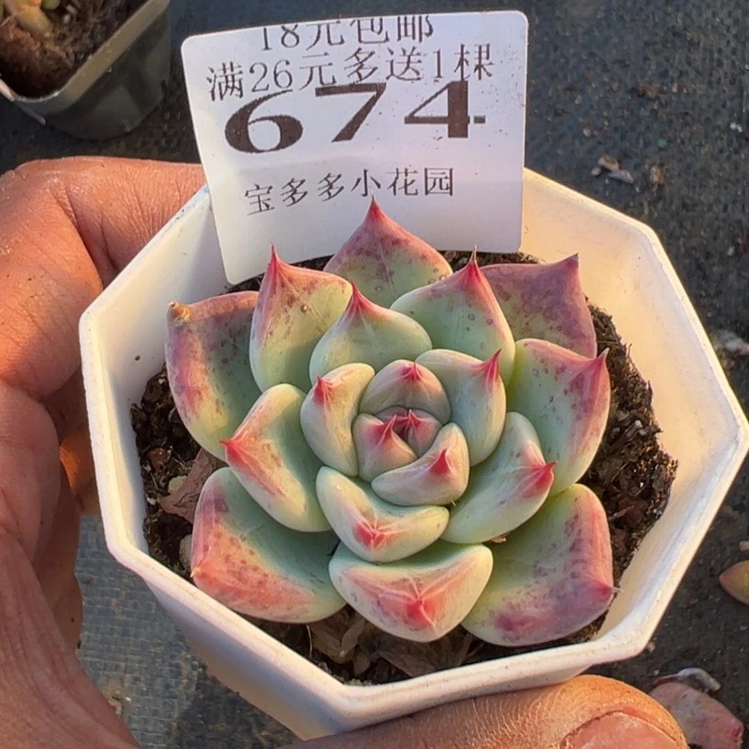 674号婚戒一物一拍