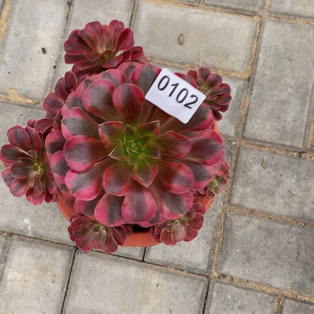 0102美杜莎44444冠服18左右