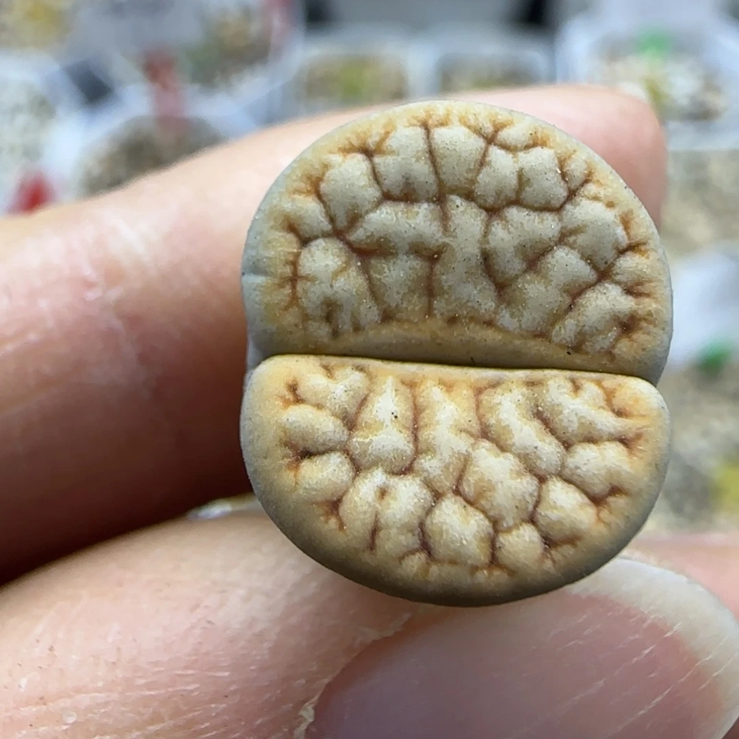 407 清框福利30包邮