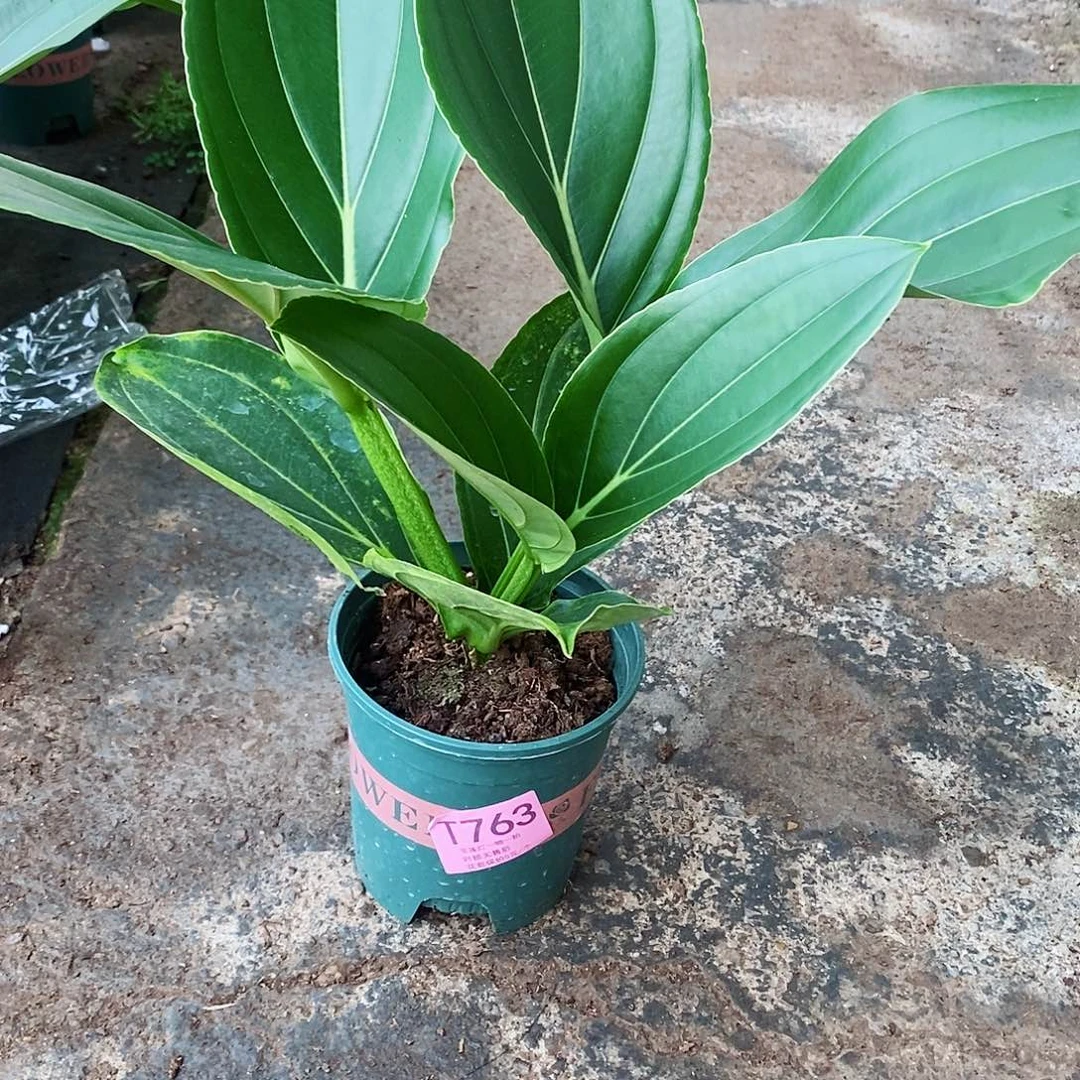 ༂****༃木本花卉763ye s