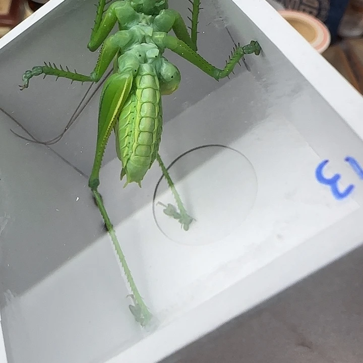 鸣虫虫具一个包邮