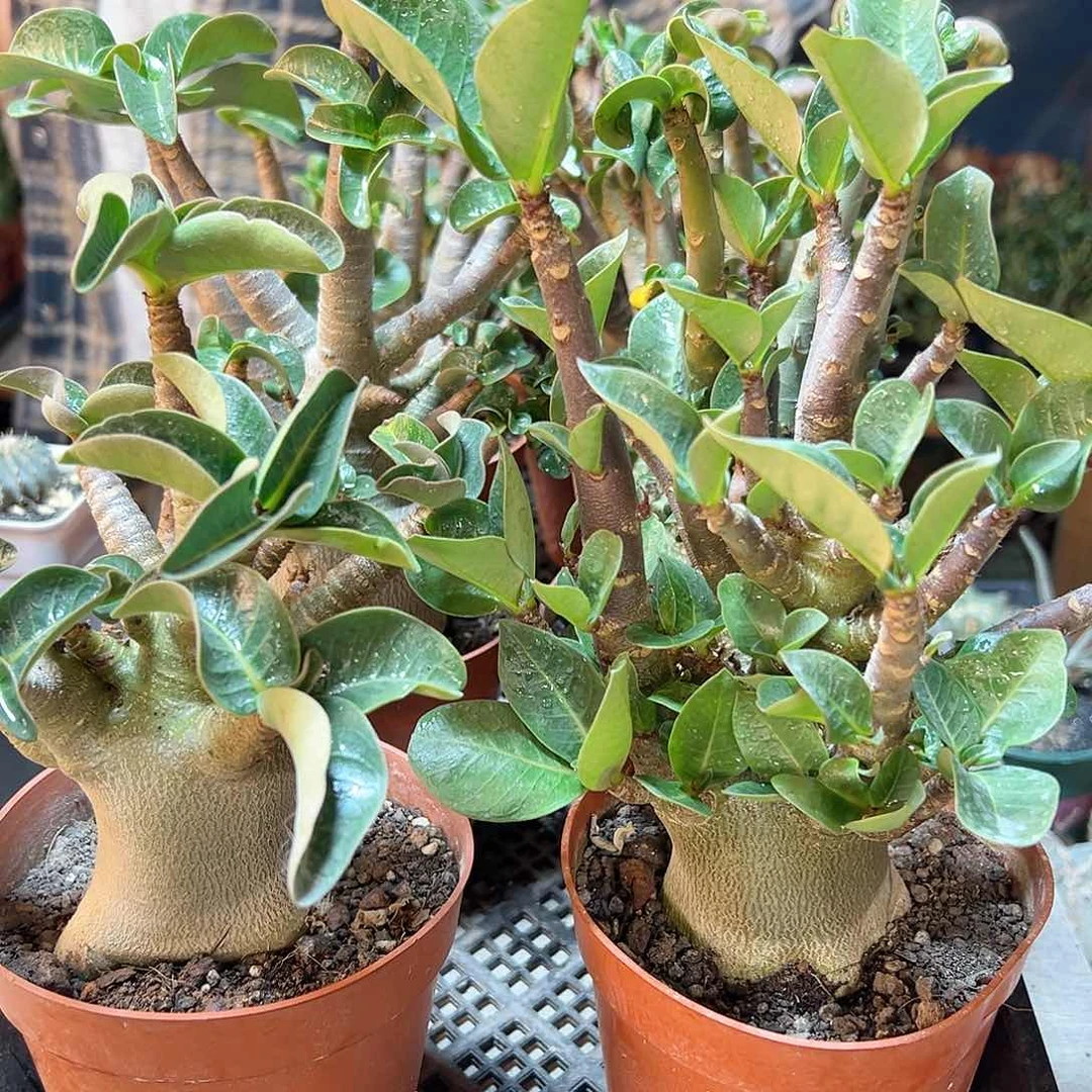 哥斯拉黑金钢沙漠玫瑰肚子5公分