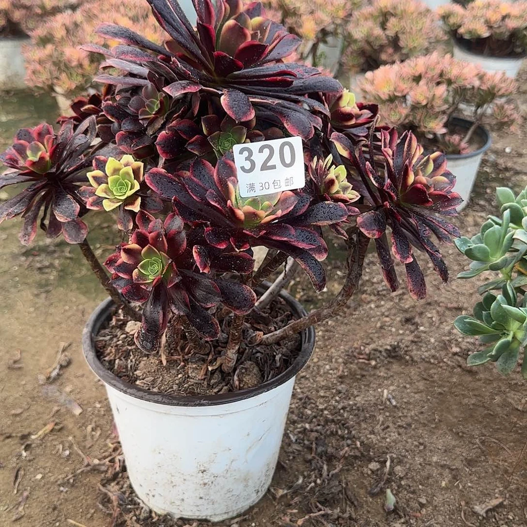 320。                  