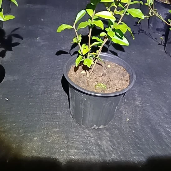 当前无花栽培后可以开花墨宝原生养好明年有果