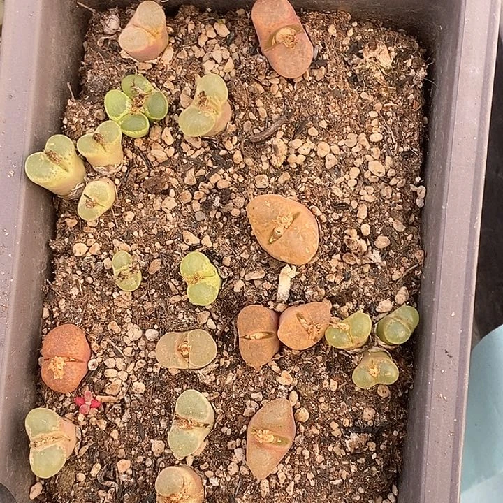 桃喜花园0130-150风铃